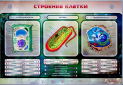 Стенды для кабинета биологии - «globural.ru» - Сыктывкар