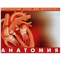 Анатомия. (Цифровой атлас школьника) - «globural.ru» - Сыктывкар