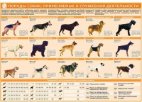 Комплект плакатов "Кинология" - «globural.ru» - Сыктывкар