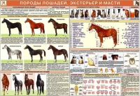 Комплект плакатов "Служебное коневодство" - «globural.ru» - Сыктывкар