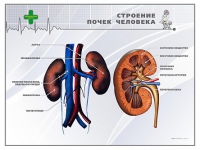 Стенд "Строение почки человека" - «globural.ru» - Сыктывкар