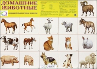 Демонстрационные карточки "Домашние животные" - «globural.ru» - Сыктывкар