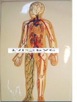 Модель барельефная «Кровеносная система» - «globural.ru» - Сыктывкар