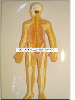 Модель барельефная «Нервная система» - «globural.ru» - Сыктывкар