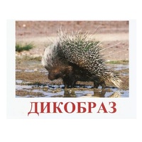 Карточки Домана "Дикие животные-3" - «globural.ru» - Сыктывкар