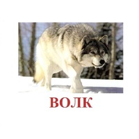 Карточки Домана "Дикие животные-1" - «globural.ru» - Сыктывкар