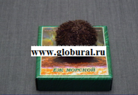 Сухой препарат "Еж морской" - «globural.ru» - Сыктывкар