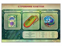 Электрифицированный стенд "Строение клетки" с маркерными полями - «globural.ru» - Сыктывкар