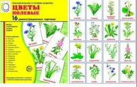 Демонстрационные карточки "Цветы полевые" - «globural.ru» - Сыктывкар