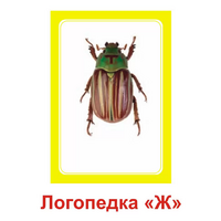 Логопедка "Ж" (логопедические карточки) - «globural.ru» - Сыктывкар