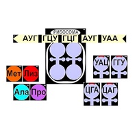 Модель-аппликация "Биосинтез белка" (ламинированная) - «globural.ru» - Сыктывкар