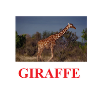 "Wild Animals-1" ("Дикие животные-1") английские карточки Домана - «globural.ru» - Сыктывкар