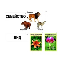 Модель-аппликация "Классификация растений и животных" (ламинированная) - «globural.ru» - Сыктывкар