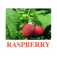 "Berries-1" ("Ягоды-1") английские карточки Домана - «globural.ru» - Сыктывкар