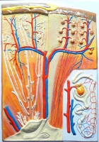 Барельефная модель "Почка" (макро-микростроение) - «globural.ru» - Сыктывкар