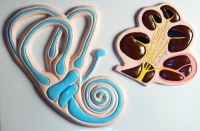 Барельефная модель "Ухо человека" (часть 2) - «globural.ru» - Сыктывкар