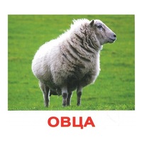 .Карточки Домана "Домашние животные" - «globural.ru» - Сыктывкар