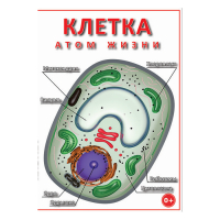 DVD Клетка - "атом жизни" - «globural.ru» - Сыктывкар