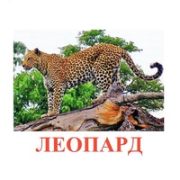 Карточки Домана "Дикие животные-2" - «globural.ru» - Сыктывкар