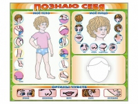 Стенд маркерный "Познаю себя" (тело, голова, органы чувств) - «globural.ru» - Сыктывкар