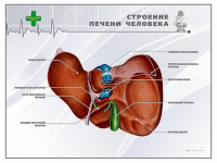 Стенд "Строение печени человека" - «globural.ru» - Сыктывкар