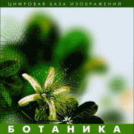 Ботаника. (Цифровая база изображений) - «globural.ru» - Сыктывкар