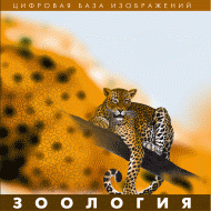Зоология. (Цифровая база изображений) - «globural.ru» - Сыктывкар