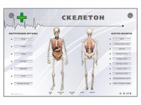Электрифицированный стенд-тренажер "Скелетон" - «globural.ru» - Сыктывкар