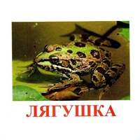 Карточки Домана "Амфибии и рептилии" - «globural.ru» - Сыктывкар