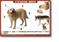 Ознакомление с окружающим миром. 1-4 класс. Комплект таблиц. Наглядные пособия для начальной школы, учебные пособия - «globural.ru» - Сыктывкар
