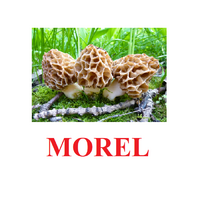 "Mushrooms" ("Грибы") английские карточки Домана - «globural.ru» - Сыктывкар