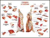 Правила разделки мясных туш "Говядина и телятина" 1000*1400 винил - «globural.ru» - Сыктывкар