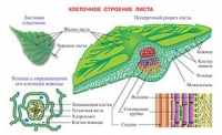 Плакаты и таблицы по биологии - «globural.ru» - Сыктывкар