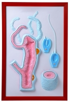 Барельефная модель "Строение гидры" - «globural.ru» - Сыктывкар