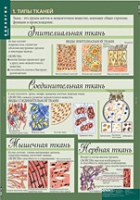 Биология 8-9 класс. Человек. (комплект таблиц) - «globural.ru» - Сыктывкар