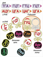 Модель-аппликация Биосинтез белка - «globural.ru» - Сыктывкар