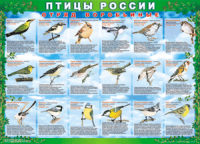 Таблица Птицы России из  4 листов в комплекте 1000*1400 винил	 - «globural.ru» - Сыктывкар