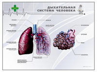 Стенд "Дыхательная система человека" - «globural.ru» - Сыктывкар