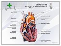 Стенд "Строение сердца человека" - «globural.ru» - Сыктывкар