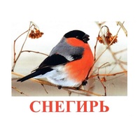 Карточки Домана "Птицы-1" - «globural.ru» - Сыктывкар
