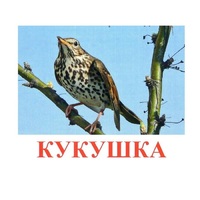 Карточки Домана "Птицы-3" - «globural.ru» - Сыктывкар