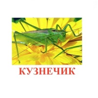 Карточки Домана "Насекомые" - «globural.ru» - Сыктывкар
