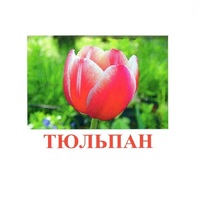 Карточки Домана "Цветы-1" - «globural.ru» - Сыктывкар