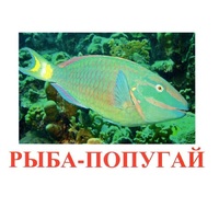 Карточки Домана "Рыбы" - «globural.ru» - Сыктывкар