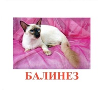 Карточки Домана "Породы кошек" - «globural.ru» - Сыктывкар