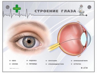 Интерактивный стенд "Строение глаза" - «globural.ru» - Сыктывкар