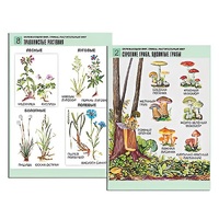 Комплект таблиц для начальной школы "Окружающий мир. Грибы. Растительный мир" - «globural.ru» - Сыктывкар