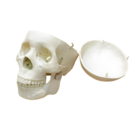 Модель "Череп человека" - «globural.ru» - Сыктывкар