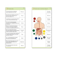 Комплект карточек (10) "Обучающий калейдоскоп. Человек" - «globural.ru» - Сыктывкар