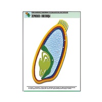 Рельефная таблица "Зерновка пшеницы" (формат А1, матовое ламинир.) - «globural.ru» - Сыктывкар